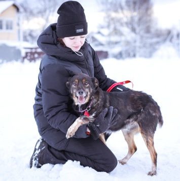 Собаки в добрые руки - Амур - 3