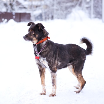 Собаки в добрые руки - Амур - 4