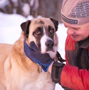 Собаки в добрые руки - Ханна