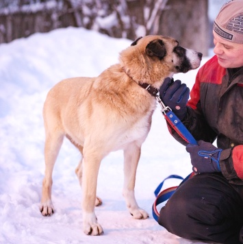 Собаки в добрые руки - Ханна - 4