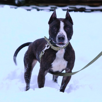 Собаки в добрые руки - Абелла