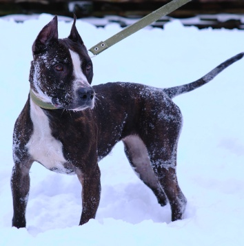 Собаки в добрые руки - Абелла - 1