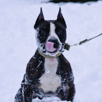 Собаки в добрые руки - Абелла - 2