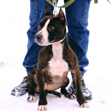 Собаки в добрые руки - Абелла - 3