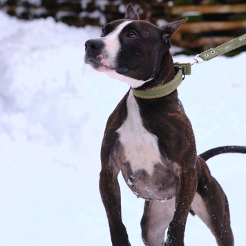 Собаки в добрые руки - Абелла - 4