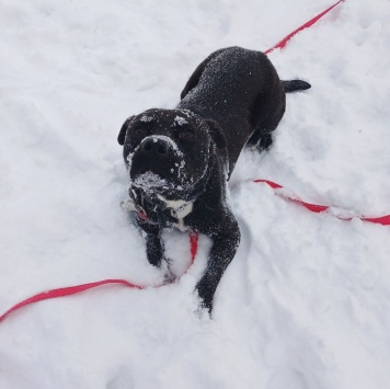 Собаки в добрые руки - Мисай - 1
