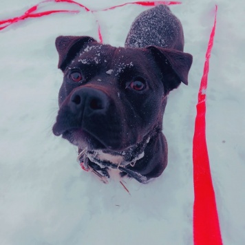 Собаки в добрые руки - Мисай - 3