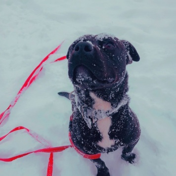 Собаки в добрые руки - Мисай - 4