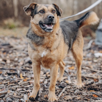 Собаки в добрые руки - Боби - 1