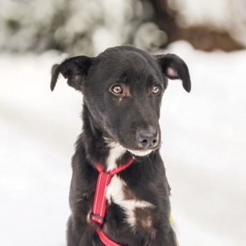 Лаки - Собаки в добрые руки