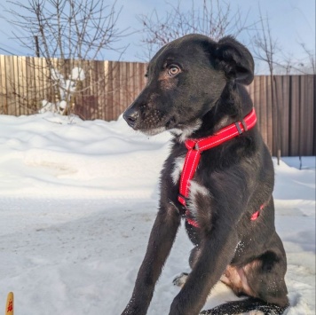 Собаки в добрые руки - Лаки - 1