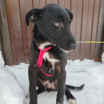 Собаки в добрые руки - Лаки - 2