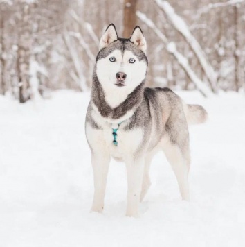 Собаки в добрые руки - Астерия
