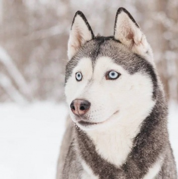 Собаки в добрые руки - Астерия - 1