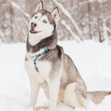 Собаки в добрые руки - Астерия - 2