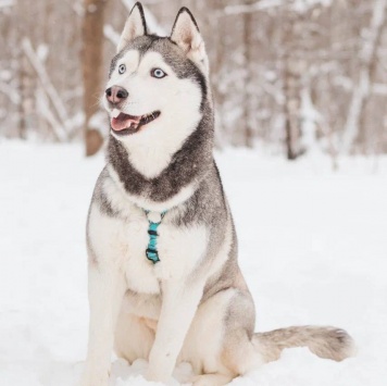 Собаки в добрые руки - Астерия - 3