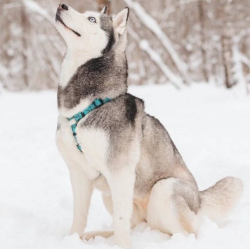 Собаки в добрые руки - Астерия - 4