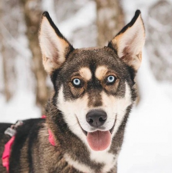 Собаки в добрые руки - Никель