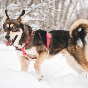 Собаки в добрые руки - Никель - 2