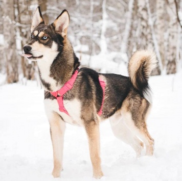 Собаки в добрые руки - Никель - 3