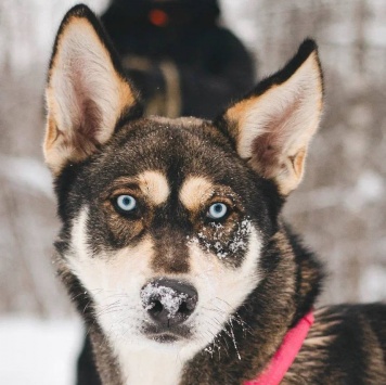 Собаки в добрые руки - Никель - 4