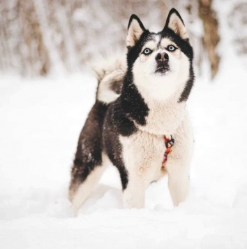 Мива - Собаки в добрые руки