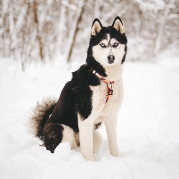 Собаки в добрые руки - Мива - 1