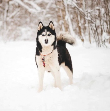 Собаки в добрые руки - Мива - 2