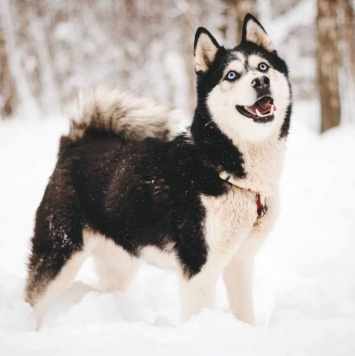 Собаки в добрые руки - Мива - 3