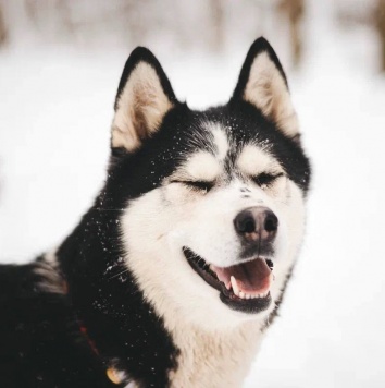 Собаки в добрые руки - Мива - 4