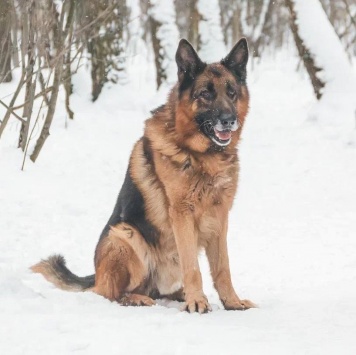 Собаки в добрые руки - Ярис