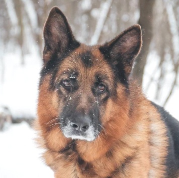 Собаки в добрые руки - Ярис - 1