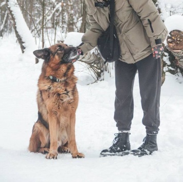 Собаки в добрые руки - Ярис - 3