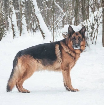 Собаки в добрые руки - Ярис - 4