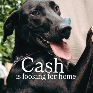 Собаки в добрые руки - Кэш