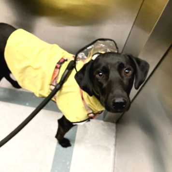 Собаки в добрые руки - Кэш - 1