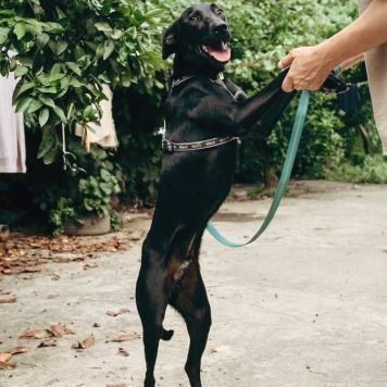 Собаки в добрые руки - Кэш - 2