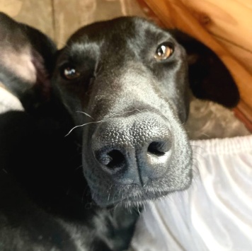 Собаки в добрые руки - Кэш - 3