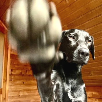 Собаки в добрые руки - Кэш - 4