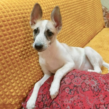 Собаки в добрые руки - Юна