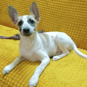 Собаки в добрые руки - Юна - 1