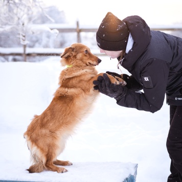Собаки в добрые руки - Руди - 1