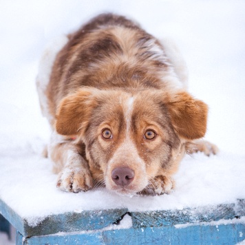 Собаки в добрые руки - Феня