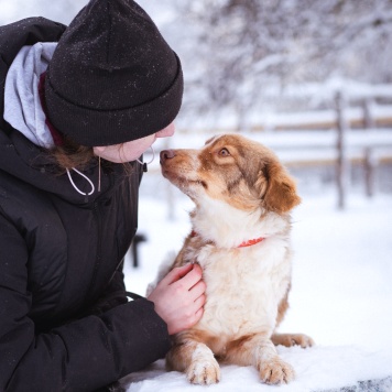 Собаки в добрые руки - Феня - 2