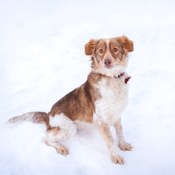 Собаки в добрые руки - Феня - 3