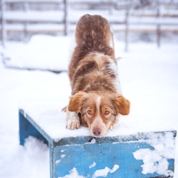 Собаки в добрые руки - Феня - 4