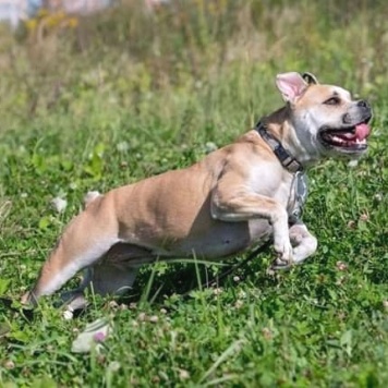 Джесси - Собаки в добрые руки