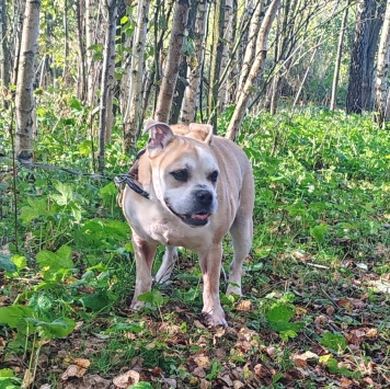 Собаки в добрые руки - Джесси - 1