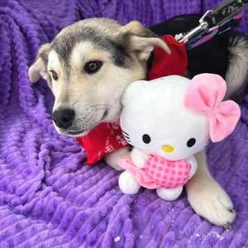 Улыбака - Собаки в добрые руки