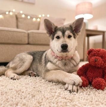Собаки в добрые руки - Лада